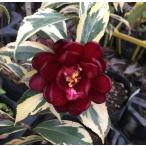 . входить чёрный .(. лист чёрный .):.( камелия ) 5 размер растение в горшке рассада саженец 