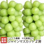 新潟県産 シャインマスカット 2房 化粧箱入/後払い不可/ギフトにも!/のし無料/送料無料