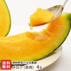  дыня ( красный мясо ) 4 шар / Niigata производство / специальный культивирование засвидетельствование / страстность овощи. Oota сельское хозяйство ./ бесплатная доставка 