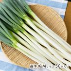  длина лук-батун M размер 50 шт. входит ./ страстность овощи. Oota сельское хозяйство ./ бесплатная доставка 