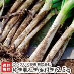  негодный! Niigata сверху . производство ... лук порей ( грязь имеется )2.5kg(11~15шт.@) can желтохвост a. высота /.., мягкость . выдающийся / Niigata производство бренд лук-батун / бесплатная доставка 