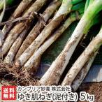  негодный! Niigata сверху . производство ... лук порей ( грязь имеется )5kg(23~26шт.@) can желтохвост a. высота /.., мягкость . выдающийся / Niigata производство бренд лук-батун / бесплатная доставка 