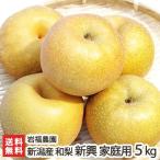 新潟県産 日本梨 家庭用 新興5kg（6〜10個位） 岩福農園/送料無料