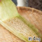  Niigata производство кукуруза ( белый ) примерно 4kg/. рисовое поле груша ../ бесплатная доставка 