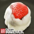 新潟農家の手作りいちご大福 5個入 耕太郎農園/餅米/新潟産/後払い不可/送料無料
