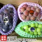  Niigata производство виноград 3 вид набор ( автомобиль in мускат * Queen колено na*pio-ne каждый 1.)/.... сельское хозяйство ./ бесплатная доставка 