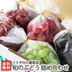  Niigata производство .. виноград набор комплект 1.7kg(4~7.)..... .. поле / бесплатная доставка 