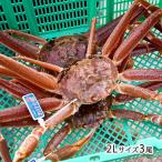 佐渡産 活本ズワイガニ「おけさ蟹」 2Lサイズ3尾 エアーポンプ付/かに カニ 蟹 蟹しゃぶ/ファクトリー童夢/後払い不可/送料無料