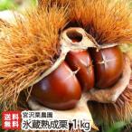  Niigata сверху . производство лед магазин .. каштан 1kg /kli.. сладкие каштаны /.. каштан сельское хозяйство ./ бесплатная доставка 