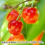 [ для бытового использования ] Niigata префектура производство вишня роза ..500g/SEIRO FRUIT VILLAGE/ бесплатная доставка 