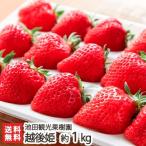 . после .2 упаковка (24 шарик ~30 шарик *1 упаковка примерно 450g) Ikeda туристический фруктовое дерево ./ Niigata производство бренд ./ маленький подарок тоже */ бесплатная доставка 