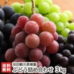  Niigata производство виноград набор 3kg(6~9.*.. или pio-ne. обязательно входить - ) Ikeda туристический фруктовое дерево ./ бесплатная доставка 