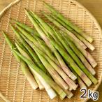  Niigata префектура производство корень изгиб бамбук 2kg(30~40шт.@)/JA... сверху . есть ... ./ бесплатная доставка 