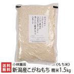 令和4年度米 新潟産こがねもち（もち米）精米1.5kg/小林園芸/送料無料