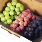 Niigata префектура производство виноград набор 3 вид 3. ввод ( красный серия виноград, чёрный серия виноград, зеленый серия виноград каждый 1.)/..... ферма / отсроченный платеж расчет не возможно / бесплатная доставка 