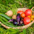  случайный лето овощи комплект / отсроченный платеж расчет не возможно / пятна . сельское хозяйство ./ бесплатная доставка 