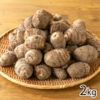  Niigata префектура производство таро 2kg/ef маленький криптомерия / бесплатная доставка 