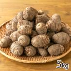  Niigata префектура производство таро 5kg/ef маленький криптомерия / бесплатная доставка 
