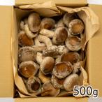【家庭用】新潟県産 生しいたけ 500g/柳きのこ農園/送料無料