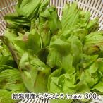  Niigata префектура производство Fuki no Tou (...)300g/..... дикоросы ./ бесплатная доставка 