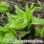 新潟県産 ふきのとう（中開き）300g/おおかやば山菜園/送料無料