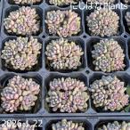 glaptobe задний ' лиловый Dream *