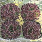 ジョビバルバ ヒューフェリー 'ブラッドストーン'