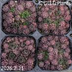 ジョビバルバ ヒルタ オービスク峠産