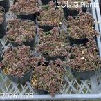 se dam arubm' филе Blanc ti'