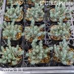 ペトロセダム ルペストレ 'ブルー スプルース'