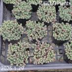 セダム 斑入りパリダム