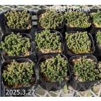 セダム サクサグラレ 'モスグリーン'