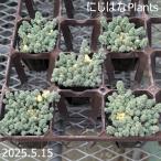 セダム ’クリーム玉蛋白’