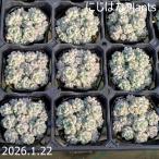 セダム ペレスデラロサエ