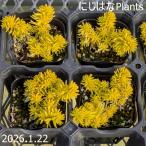 ペトロセダム ルペストレ 'ゴールドアンジェ'