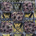 センペルビブム マルモレウム