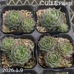 sempe рубин bm' раунд Robin '