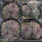 sempe рубин bm'se long '