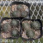 sempe рубин bm' губная помада '