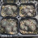 sempe рубин bm'e-fe'