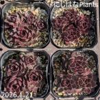 センペルビブム 'パシフィックデビルズフード'