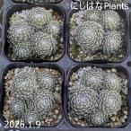 sempe рубин bm' белый женский '