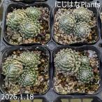 sempe рубин bm' сладости f Roth '