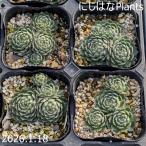 sempe рубин bm' клубника bell спальное место '