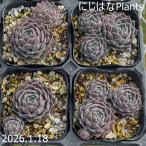 センペルビブム 'バニーガール'