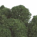  moss green консервированный re Indy a Moss koke