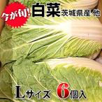 はくさい 長野県産 Lサイズ 6入り 【しゃきしゃきとした歯ごたえとクセのない甘味】