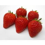  клубника [....(pvp)]2 шт. комплект 7.5cm pot рассада 