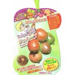ベビーキウイ「ジュネーブ（メス）