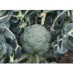  брокколи. рассада [ весна ....* брокколи ]9cm pot [ распродажа период : осень период 9 месяц последняя декада ~10 месяц последняя декада ]